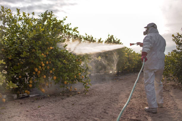Best Affordable Pest Control Services  in Breezy Point, MN