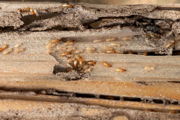 Best Affordable Pest Control Services  in Breezy Point, MN